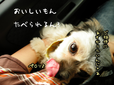したなめずりするいぬ