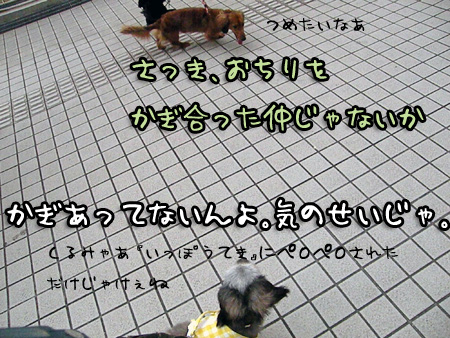 離れ合う二犬(どっちかつぅと一方的に離れるくるみ)