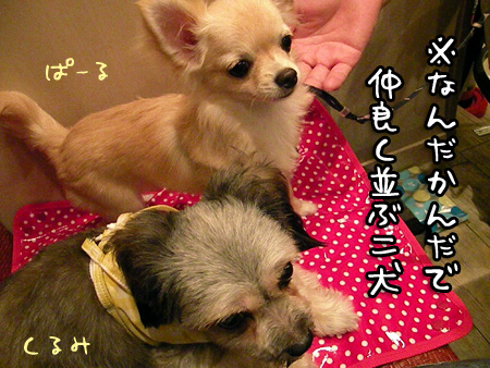 仲良く一緒に