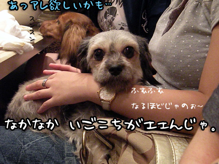 くつろぐお嬢さん