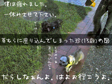 疲れて休むロマンスグレー犬