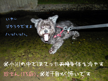 水に浸るロマンスグレー犬