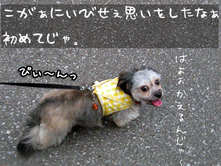 早く帰りたいいぬ