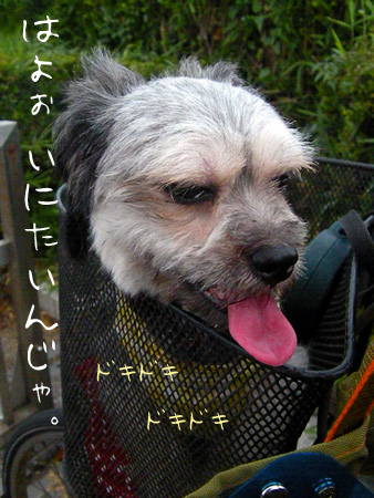 いにたがるいぬ