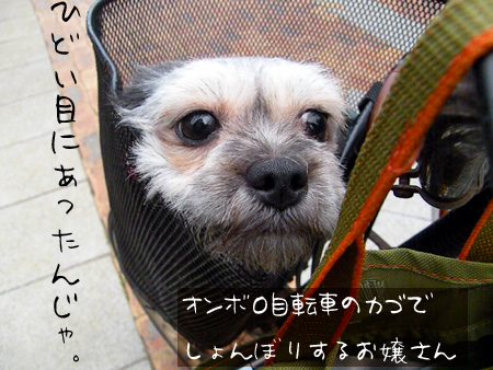 しょんぼりくるみ