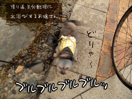 水浴び後