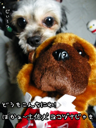 いただいた土佐犬さん