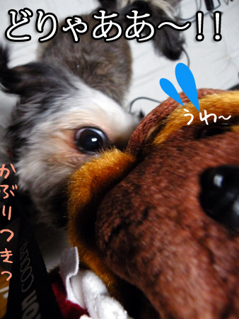 とびついたいぬ