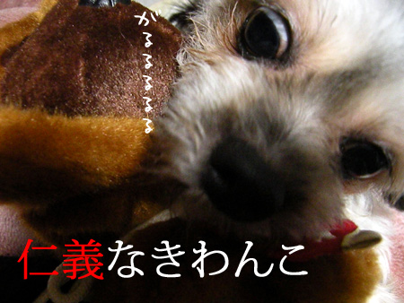仁義なきわんこ
