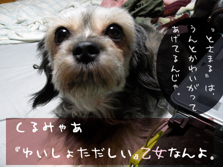 乙女なくるみ嬢