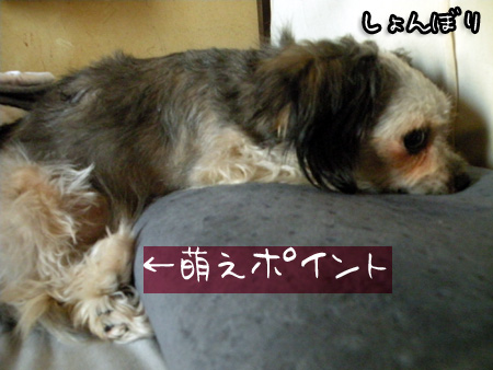 萌える足