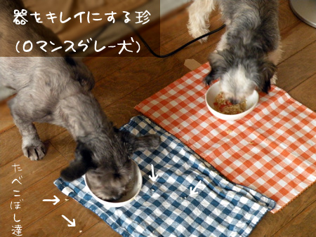 食べこぼす珍(ロマンスグレー犬・13歳)