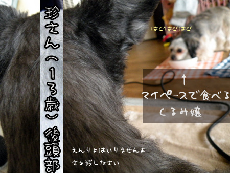 (食べこぼしを)見守る珍(13歳)