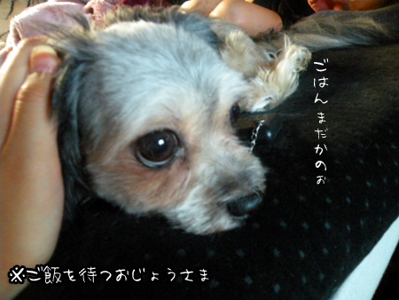 ごはん待ち