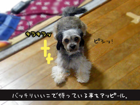 ピシッと