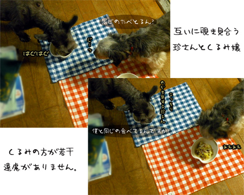 互いに覗き見合う二犬