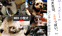 日本ブログ村 Mix小型犬ランキングへ