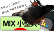 日本ブログ村 Mix小型犬ランキングへ