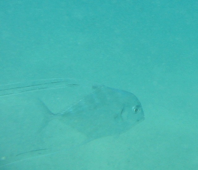 ajiii