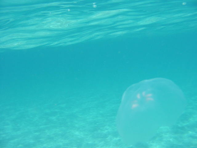 kuragg