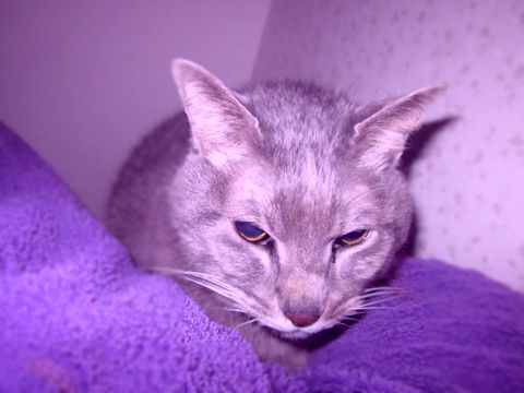 愛猫の写真です