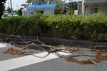 折れた木
