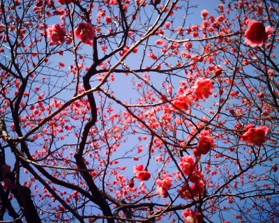 紅梅