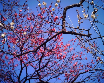 梅園