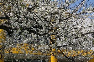 すももの花