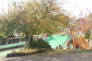 すももの木〜紅葉