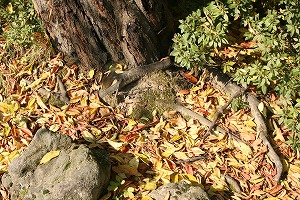 紅葉と子ども達