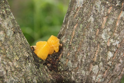 一泊保育虫とり