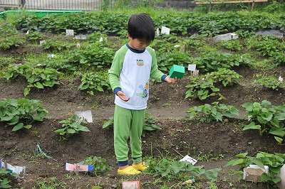 一泊保育虫とり