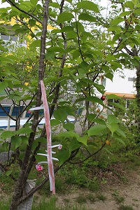 やまびこの自然