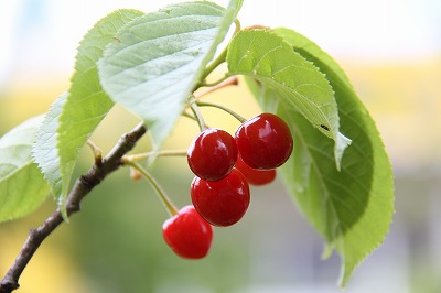 やまびこの自然