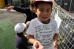 フウセンカズラ