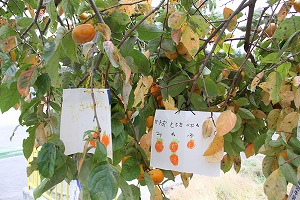 柿の収穫