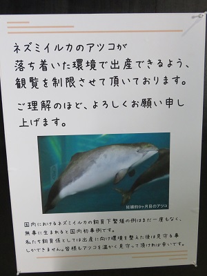 ネズミイルカ」の繁殖は日本初です。 食欲もあり元気に育っています。 「アツコ」の最近の様子は▽ おたる水族館ブログ「ちょいネタ!」アツコ日記その2