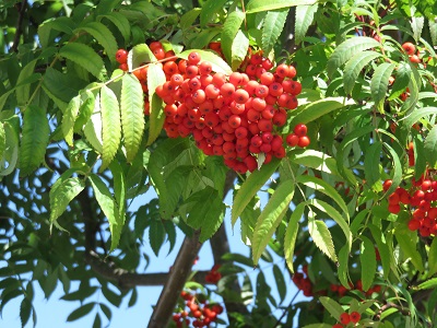 赤い実のこの木は ナナカマド です 小樽観光案内所スタッフブログ