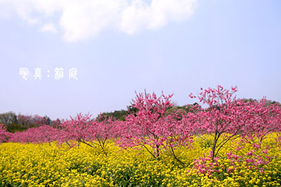 桃源郷