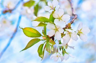 sakura
