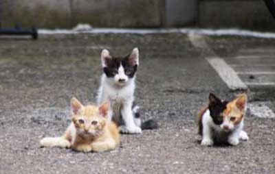 子猫