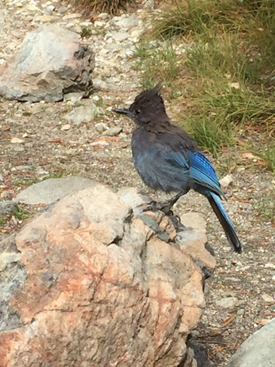 青い鳥