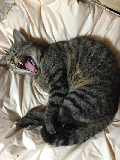 どら3