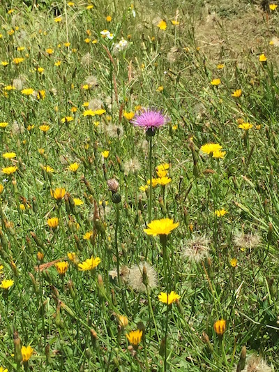 お花