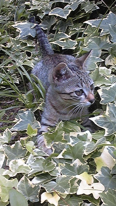 パセリ2009.7