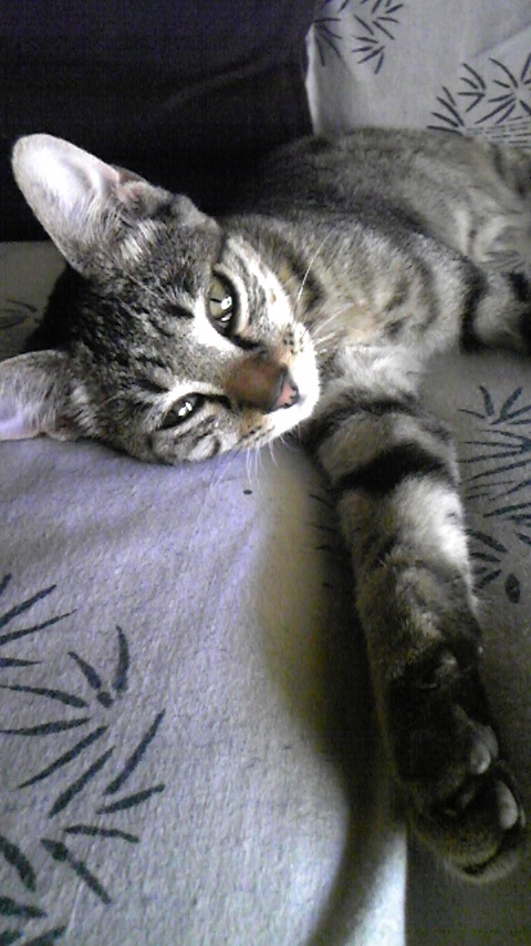 パセリ2009.9