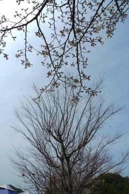 sakura