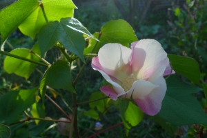 綿の花