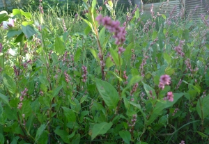 藍の花